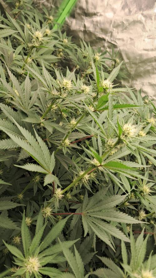 Spritzer + Mule Fuel. Week 2