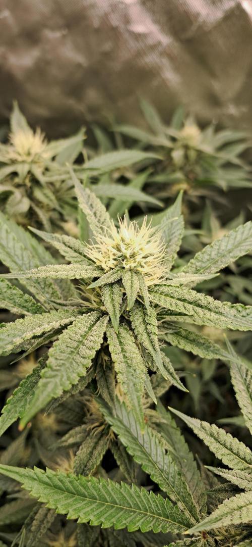 Spritzer + Mule Fuel. Week 3