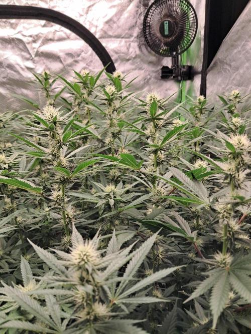 Spritzer + Mule Fuel. Week 3