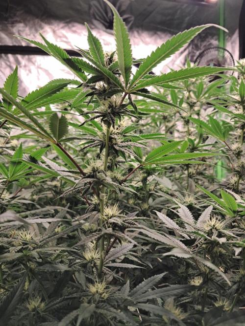Spritzer + Mule Fuel. Week 3