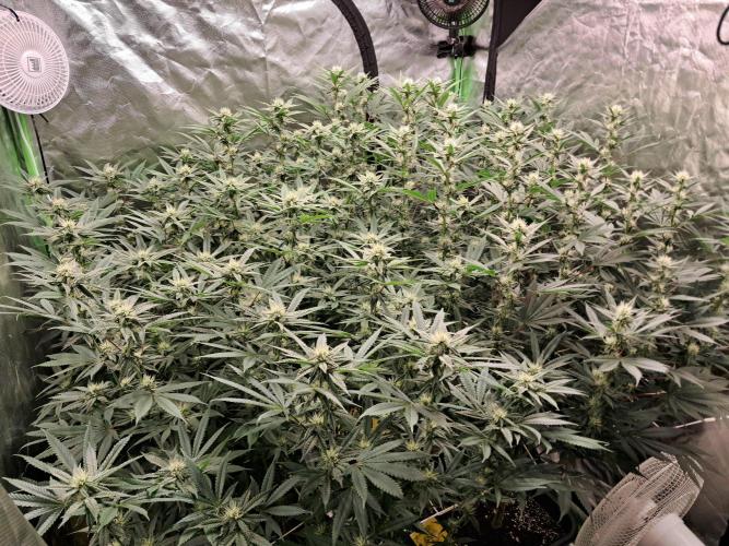Spritzer + Mule Fuel. Week 3
