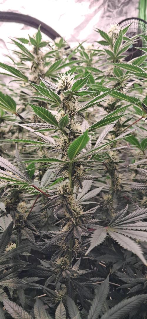 Spritzer + Mule Fuel. Week 4