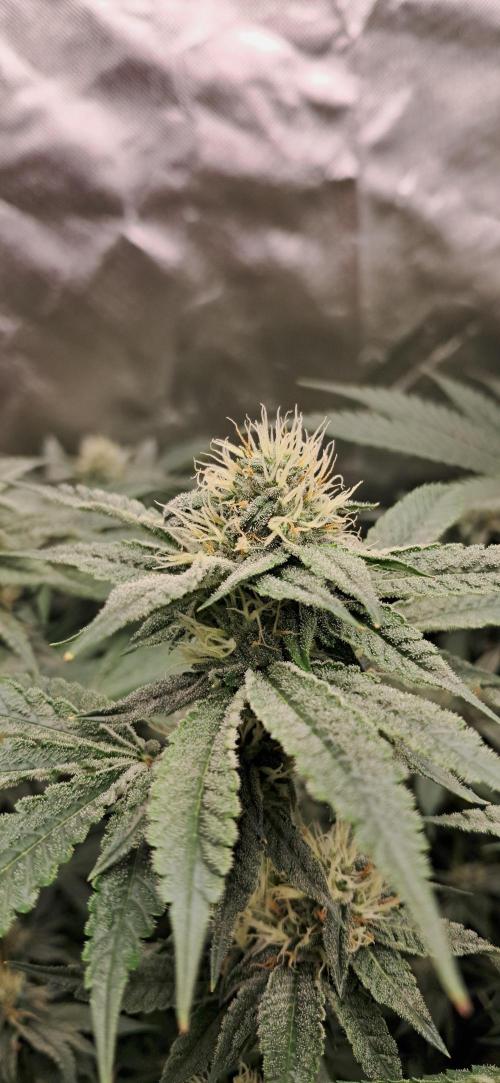 Spritzer + Mule Fuel. Week 4