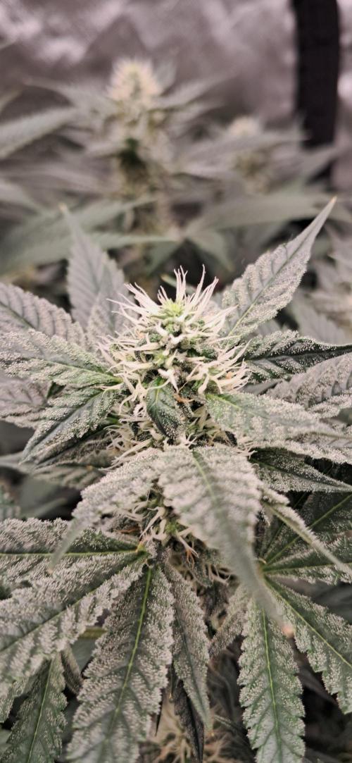 Spritzer + Mule Fuel. Week 4