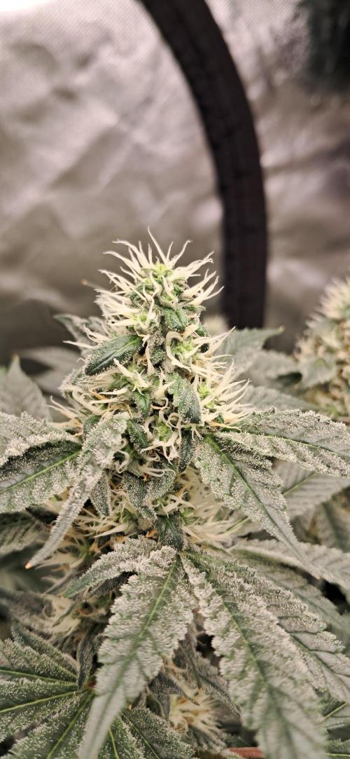 Spritzer + Mule Fuel. Week 5