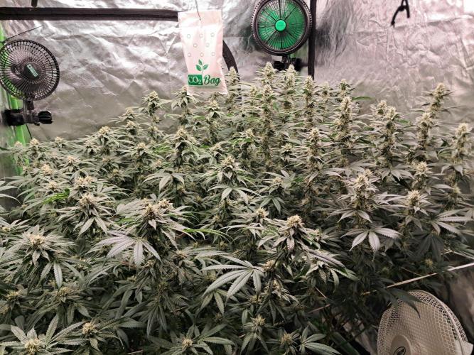 Spritzer + Mule Fuel. Week 5