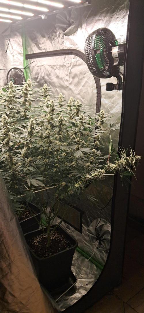 Spritzer + Mule Fuel. Week 5