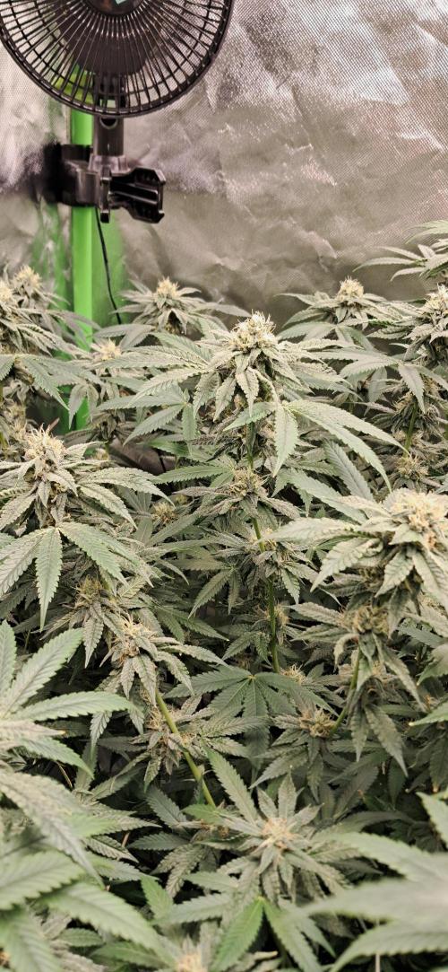 Spritzer + Mule Fuel. Week 5