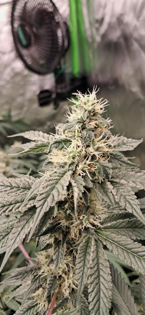 Spritzer + Mule Fuel. Week 6