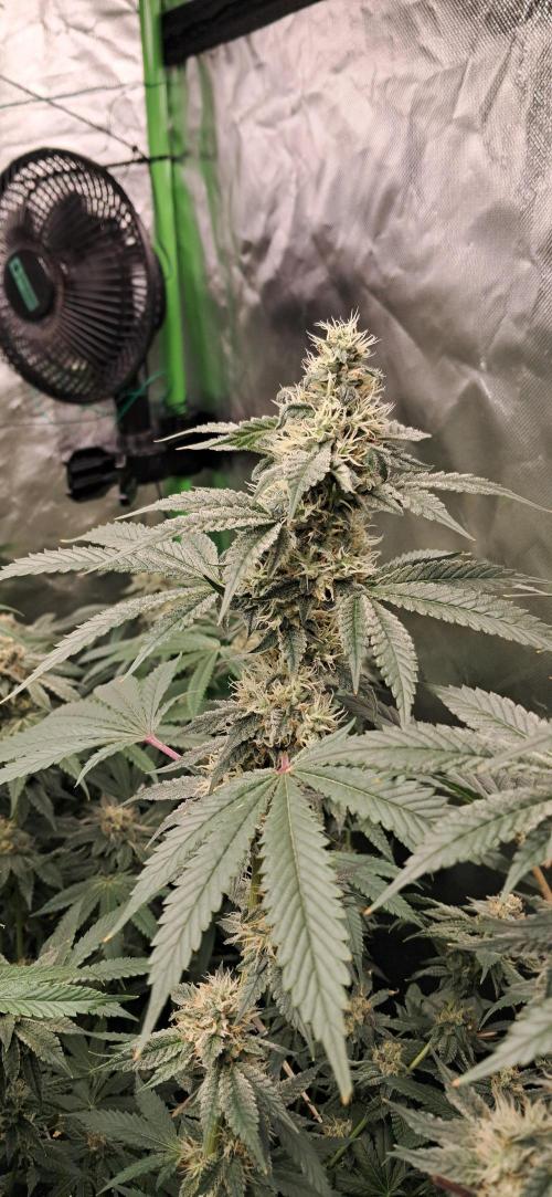 Spritzer + Mule Fuel. Week 6
