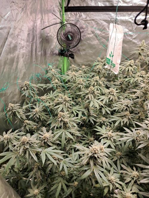 Spritzer + Mule Fuel. Week 6