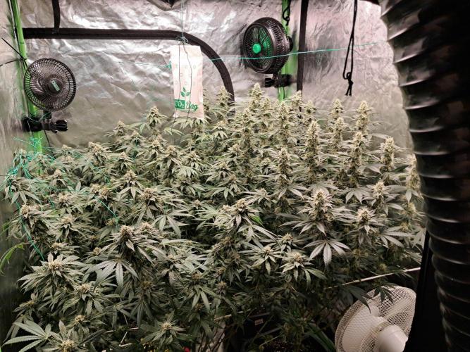 Spritzer + Mule Fuel. Week 6