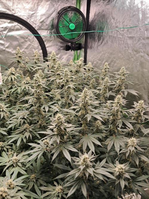 Spritzer + Mule Fuel. Week 6