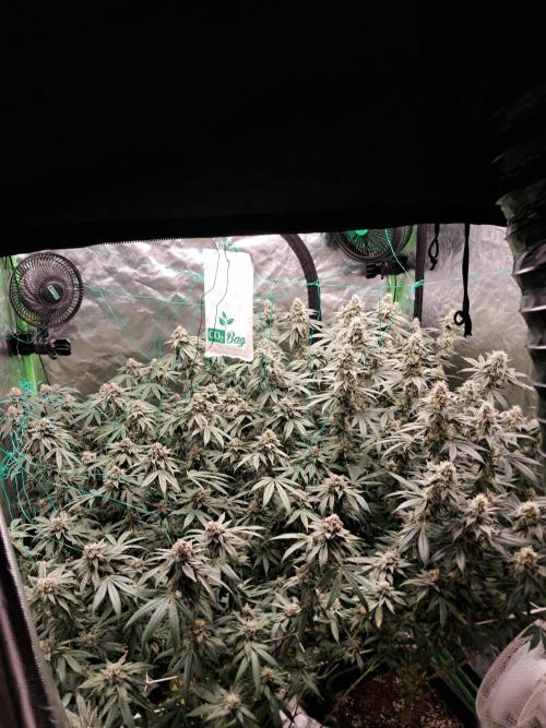 Spritzer + Mule Fuel. Week 7
