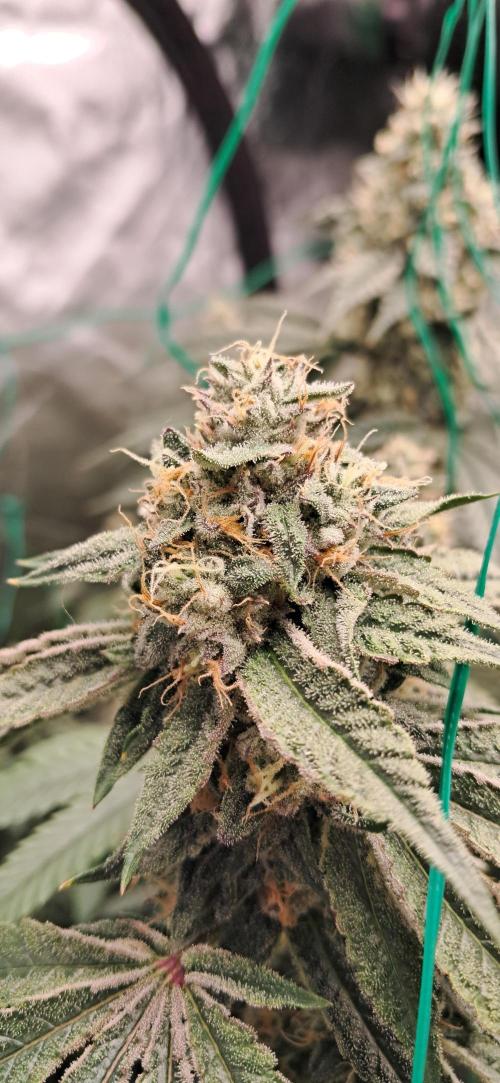 Spritzer + Mule Fuel. Week 7