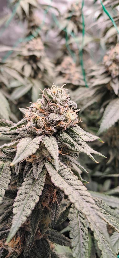 Spritzer + Mule Fuel. Week 7