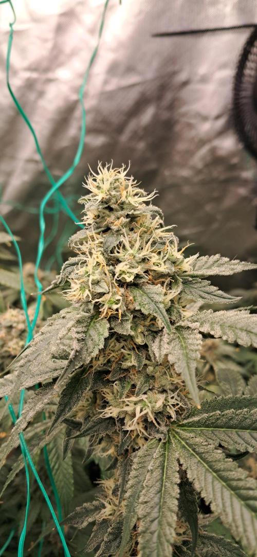 Spritzer + Mule Fuel. Week 7