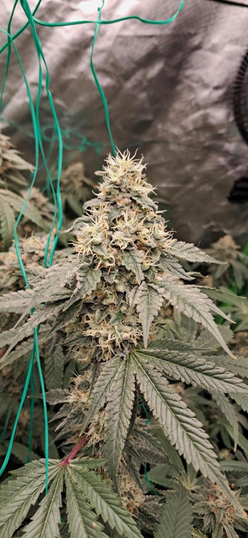 Spritzer + Mule Fuel. Week 7