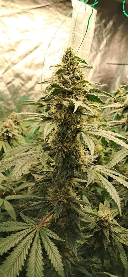 Spritzer + Mule Fuel. Week 7