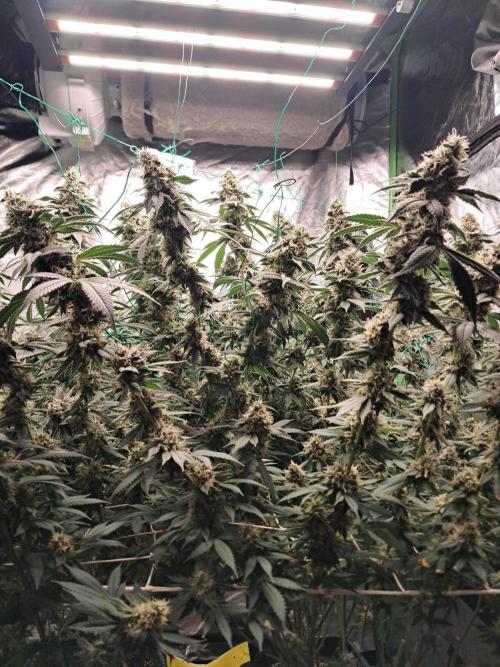 Spritzer + Mule Fuel. Week 8