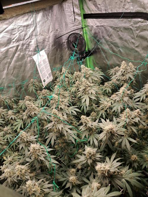 Spritzer + Mule Fuel. Week 8