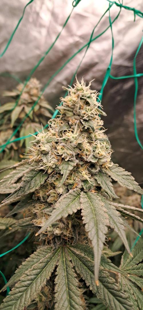 Spritzer + Mule Fuel. Week 8
