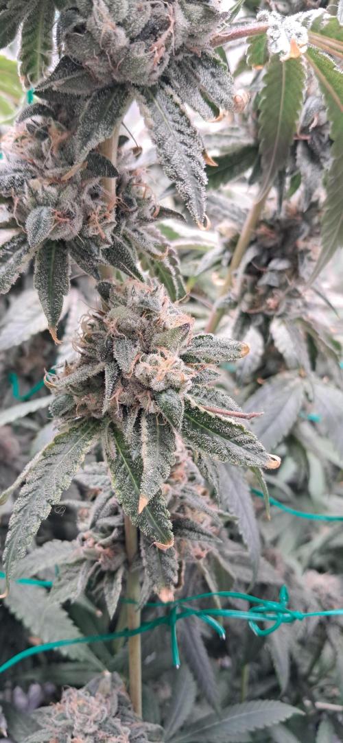 Spritzer + Mule Fuel. Week 8