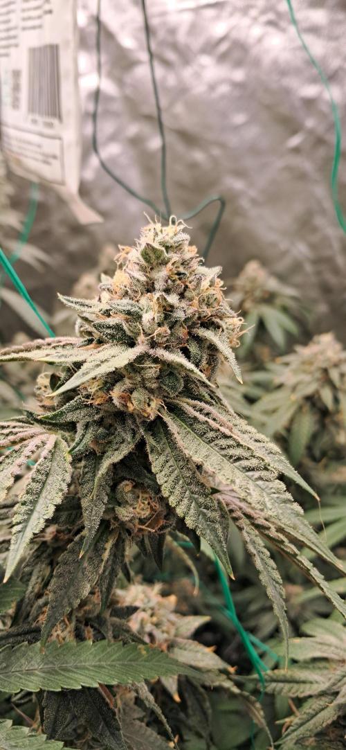 Spritzer + Mule Fuel. Week 8