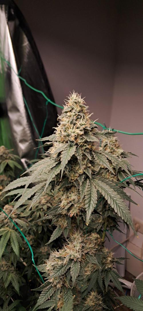 Spritzer + Mule Fuel. Week 8