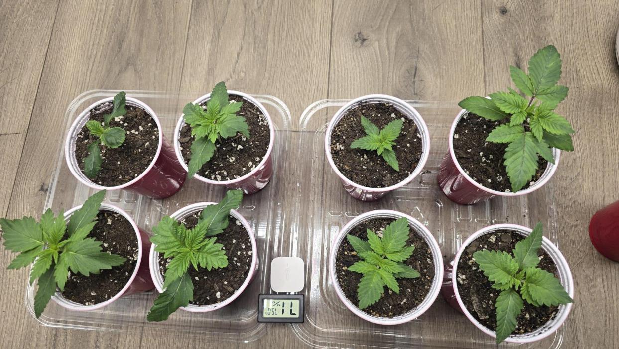 2026 First Grow. Week 1