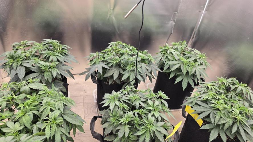 2026 First Grow. Week 5