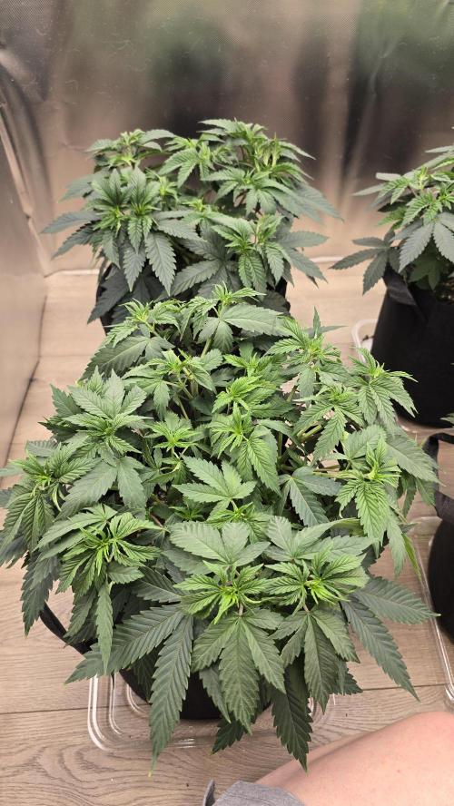 2026 First Grow. Week 5 - Northern Lights 
