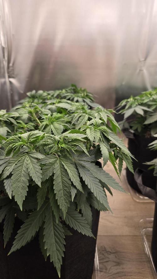 2026 First Grow. Week 5 - Northern Lights