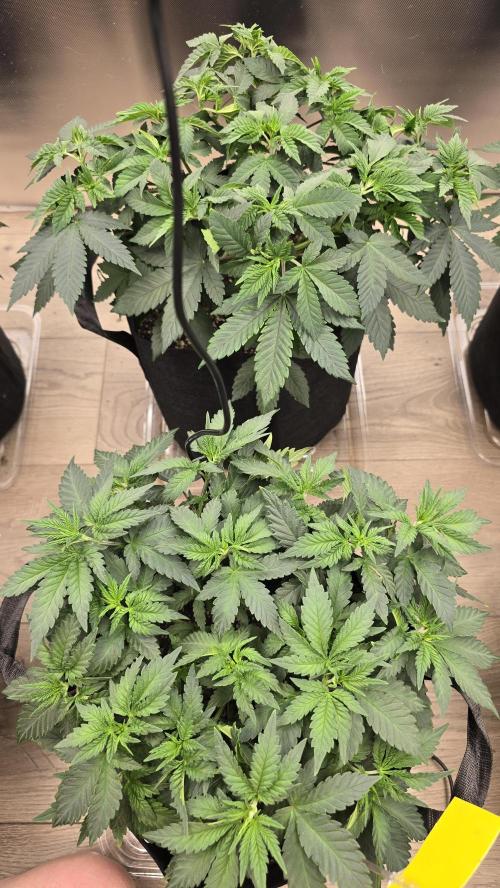2026 First Grow. Week 5 - Lemon Diesel 