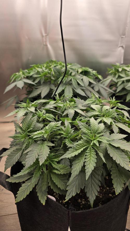 2026 First Grow. Week 5 - Lemon Diesel 