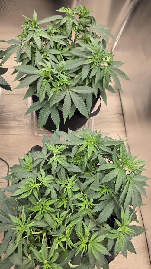 2026 First Grow. Week 5 - Fruity Pebbles 