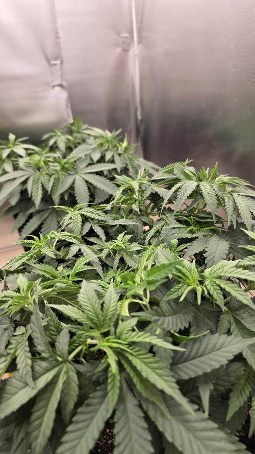 2026 First Grow. Week 5 - Fruity Pebbles 