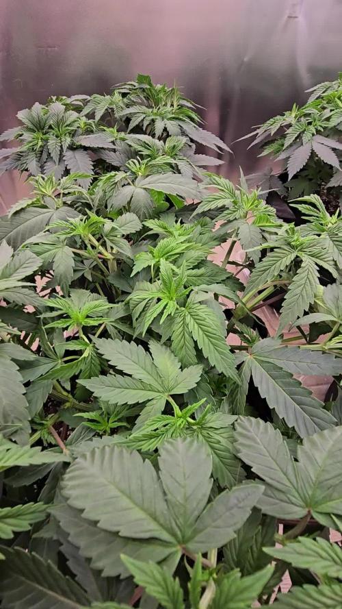 2026 First Grow