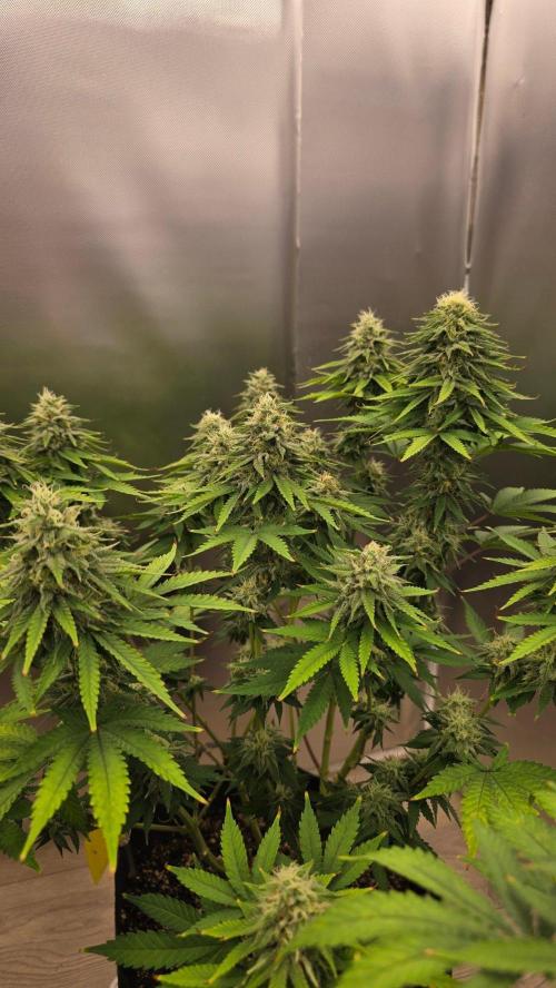 2026 First Grow. Week 6