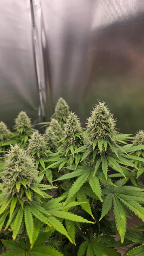 2026 First Grow. Week 6