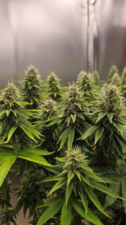 2026 First Grow. Week 6
