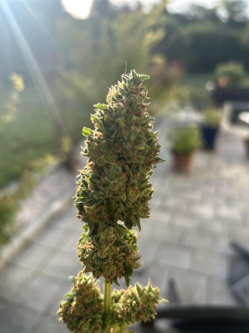 Fat Banana greenhouse - Living soil. Week 13