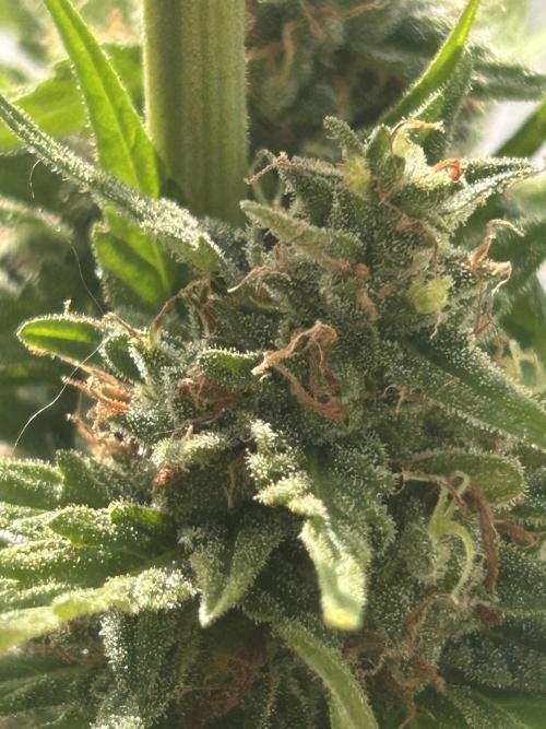Fat Banana greenhouse - Living soil. Week 13