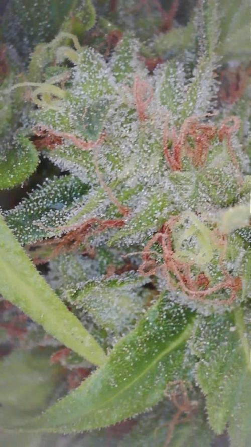 Fat Banana greenhouse - Living soil. Week 13