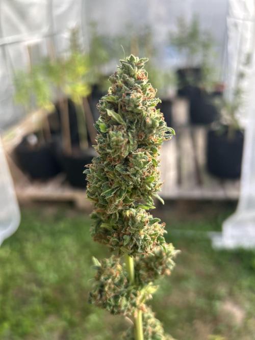 Fat Banana greenhouse - Living soil. Week 13
