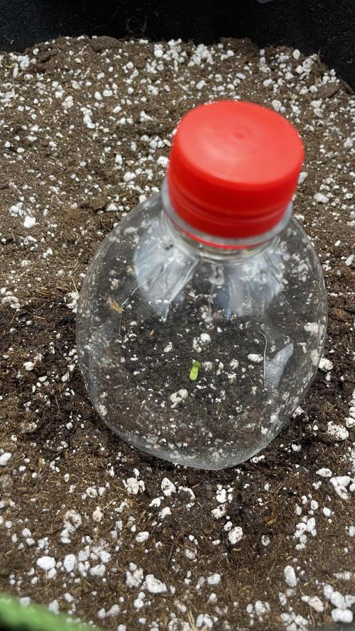 First grow, Cookies gelato auto, RQS. Week 1