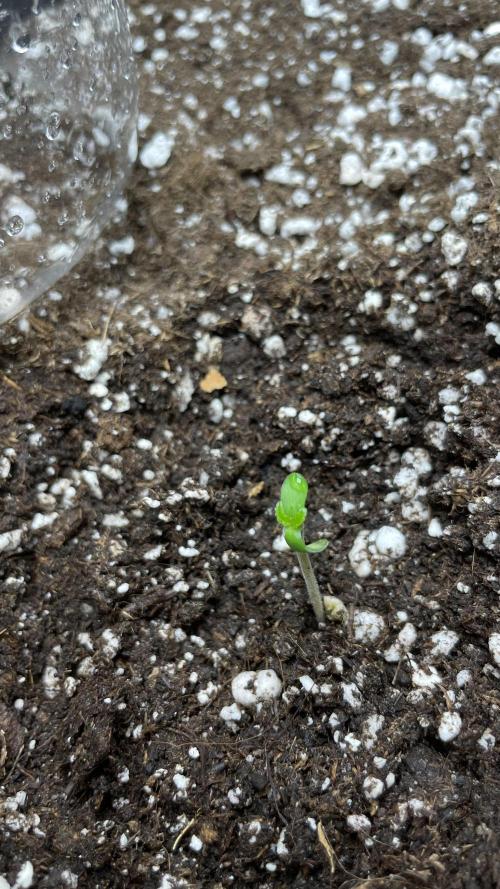 First grow, Cookies gelato auto, RQS. Week 1
