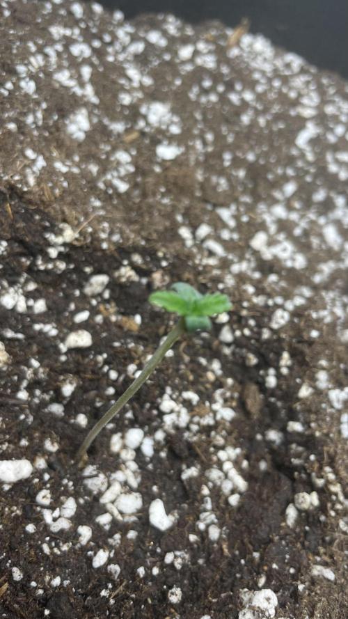 First grow, Cookies gelato auto, RQS. Week 1