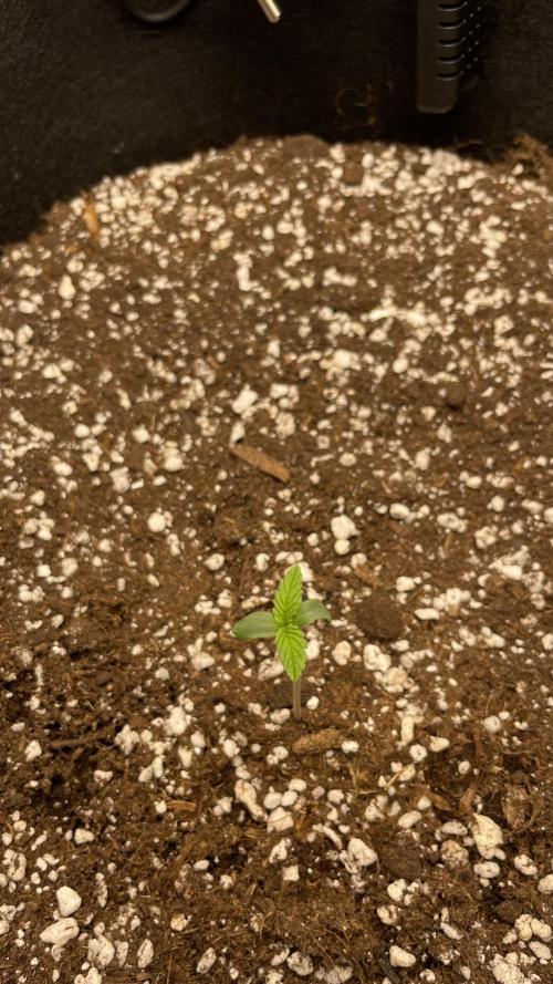 First grow, Cookies gelato auto, RQS. Week 1