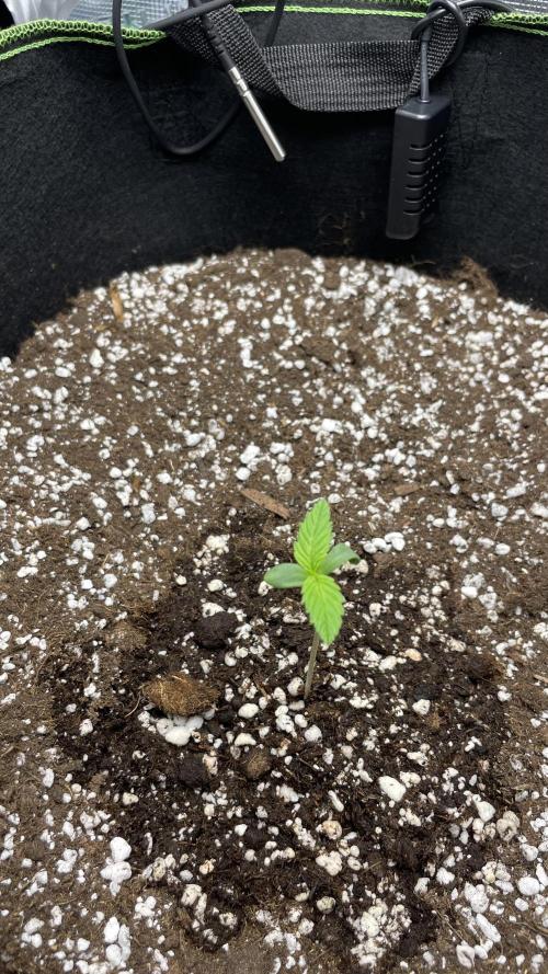 First grow, Cookies gelato auto, RQS. Week 1